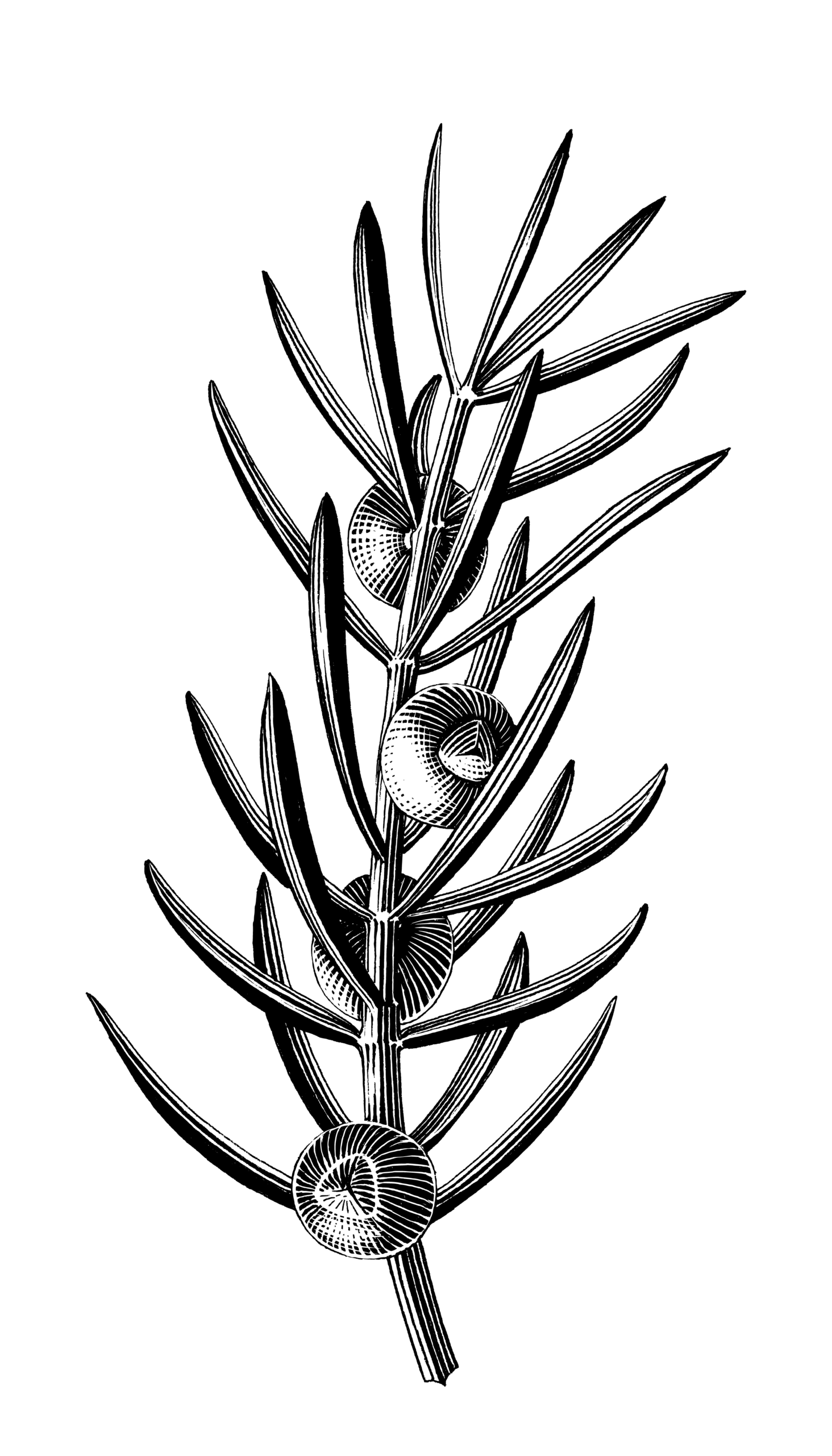 AlchemyOrgans.com